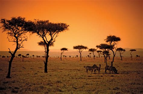 Wallpaper : landscape, sunset, sunrise, evening, morning, horizon, Africa, dusk, tree, dawn ...