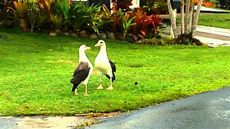 Albatross mating dance - YouTube