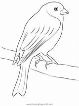 Coloring Canary Saturated Pages Digital Stamps Digi Drawings Colouring  sketch template
