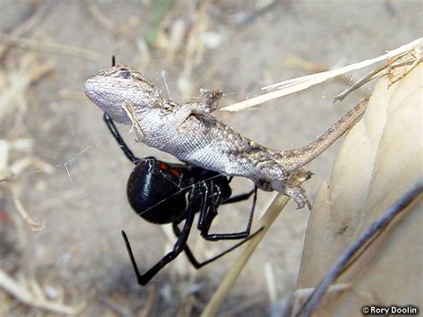 Western Fence Lizard