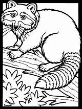 Raccoon Coloring Page Free  Printable Pages For Kids sketch template