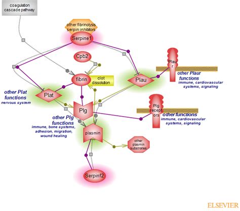 fibrinolysis pathwayRat Genome Database