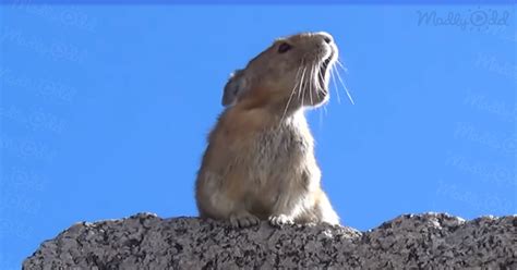 This Video of a Tiny Pika Singing ‘Queen’ Has Gone Viral for All the Right Reasons – Madly Odd!