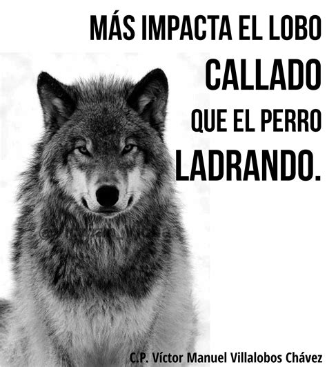 a black and white photo of a wolf with the caption'mas impacta el lobo calado que el perro ...