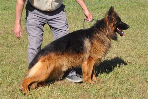 Straight vs. Sloped-Back German Shepherds: Key Differences (With ...