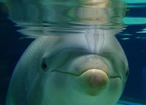 17 Best images about Sea Pig on Pinterest | Swim, Dolphins and Swimming