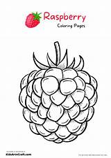 Raspberry Coloring Pages For Kids – Free Printables  Art & Craft sketch template