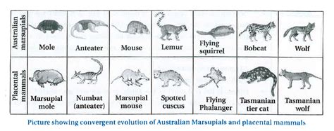 Marsupials and Australian placental mammals exhibit convergent evoluti