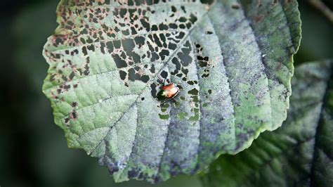 Keep Japanese Beetles Out Of Your Garden With An Unexpected Kitchen Staple