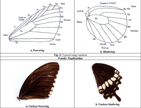 [PDF] Insight into wing venation in butterflies belonging to families Papilionidae , Nymphalidae ...