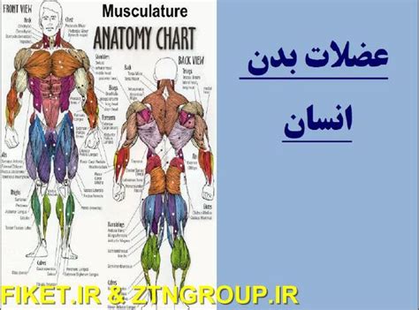 دانلود کتابی در رابطه با عضلات بدن انسان