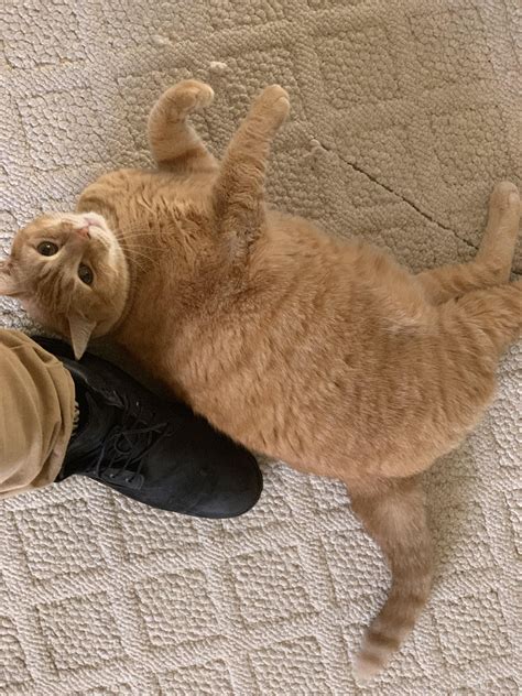 Big chonk size 12 boot | Orange cats, Kitten images, Fluffy cat