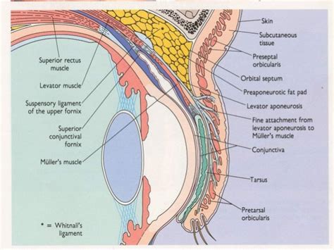 Conjunctiva Anatomy - Anatomy Reading Source