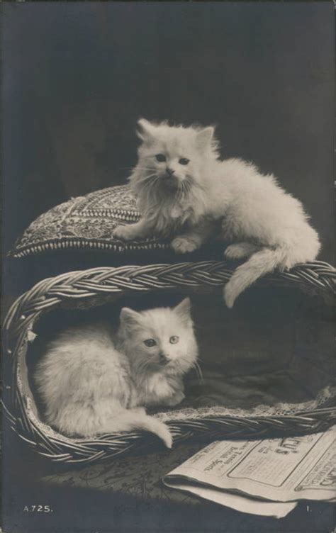 Kittens in a basket Cats Postcard