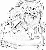 Realistic Puppy Dog Coloring Pages At NETJOSEBLOG Blog sketch template