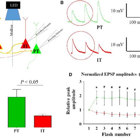 Channelrhodopsin-2 and retrobead expression within the medial ...