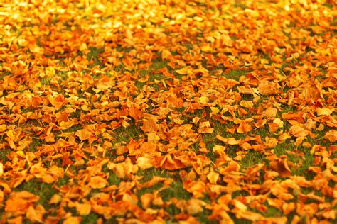 Autumn Leaves On The Ground Free Stock Photo - Public Domain Pictures