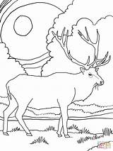 Free Printable Elk Coloring Pages  Home sketch template
