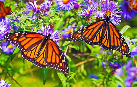 Monarch butterflies with more white spots are more likely to survive ...