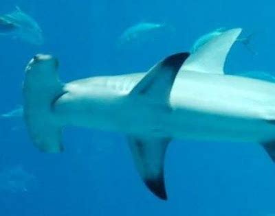 Animals Unique: Hammerhead Shark