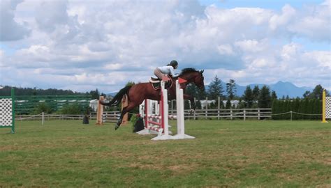 Horse Show Jumping: A Complete Beginners Guide