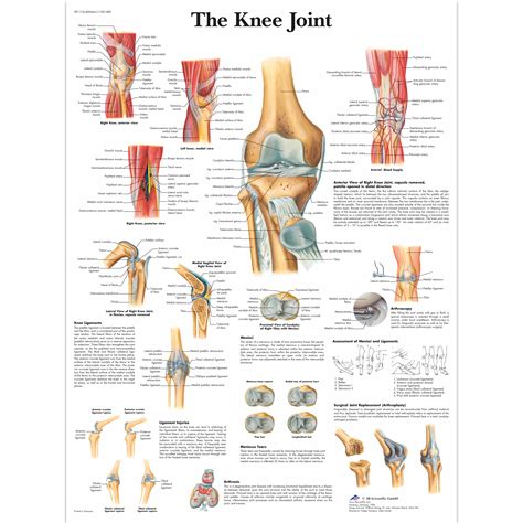 Anatomical Charts and Posters | Anatomy Charts | Arm and Leg Charts ...