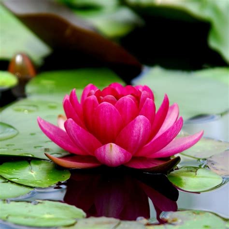 Buddhist Quotes About Lotus Flower | Best Flower Site