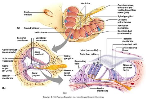 The Three Cochlear Duct | Basic anatomy and physiology, Medical anatomy ...