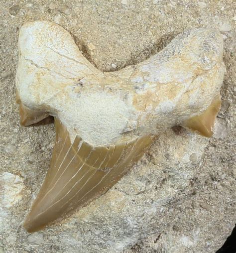 2.1" Otodus Shark Tooth Fossil In Rock - Eocene For Sale (#47723) - FossilEra.com