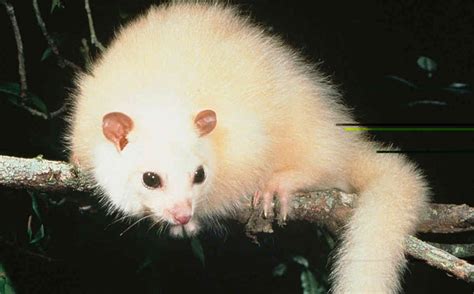 Rare possum a 'polar bear' of climate change | Australian mammals, Rainforest animals ...