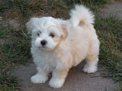 Havanese puppies pictures - Google Search | Havanese puppies for sale, Havanese puppies ...