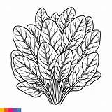 Spinach Coloring Pages Template Sketch Page sketch template