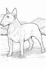 Dog Coloring Pages By YUCKLES  coloring Page Bull terrier Art sketch template