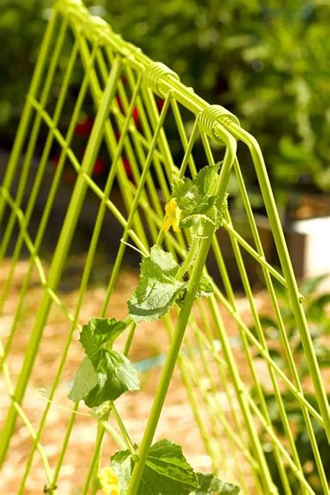 12 BEST Trellis For Cucumber In Raised Beds – Slick Garden