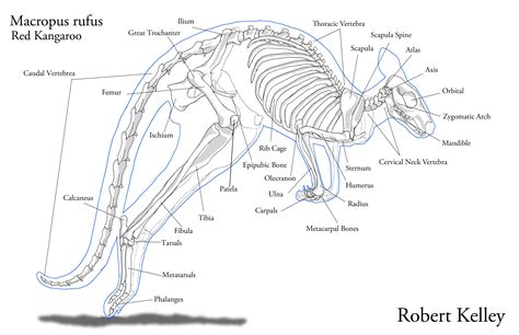 Animal skeletons, Kangaroo, Animal drawings
