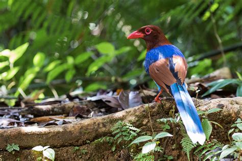 Sri Lanka Blue-Magpie (Urocissa ornata) * Discovering Birds