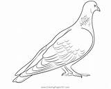 Indian Pigeon Coloring Page For Kids  Free Pigeons And Doves Printable sketch template