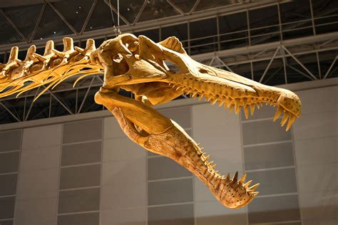 File:Spinosaurus skull.jpg - Wikipedia