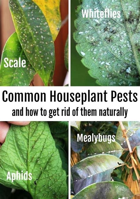 Top 10 Houseplant Pests and How to Fight Back - Watters Garden Center