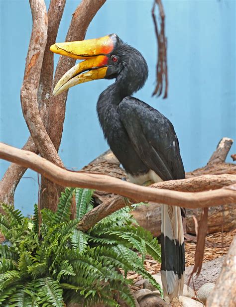 Pictures and information on Rhinoceros Hornbill