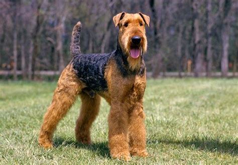 Baxter! | Airedale terrier, Terrier breeds, Terrier