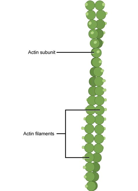 Filaments in the Cytoskeleton | Cell Structure