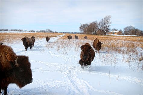 Running Buffalo Photograph by Chris Harris - Fine Art America