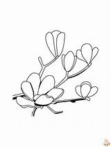 Magnolia Coloring Page Free & Easy  Home sketch template