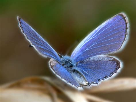 Xerces Blue Butterfly, an extinct species of butterfly in the gossamer-winged butterfly family ...