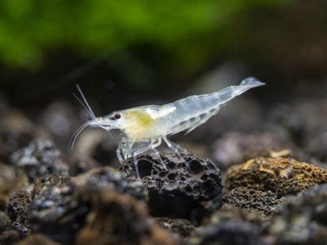 Snowball Shrimp | Aquarium Fish India