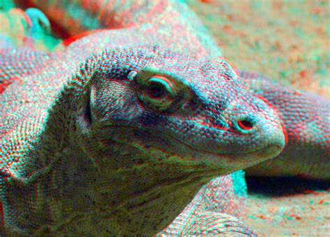 KOMODOVARAAN Blijdorp Zoo Rotterdam 3D | anaglyph stereo red… | Flickr