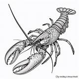 Lobster Coloring Pages  Free & Printable sketch template