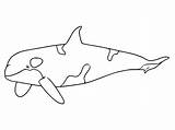 Orca Killer Whale Coloring Page Abc Worksheet sketch template