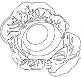 Coloring Pages  Cabbage Sheets sketch template